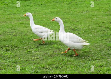 Deux blancs d'oie domestique. Oie blanche debout sur l'herbe verte de la ferme. Banque D'Images