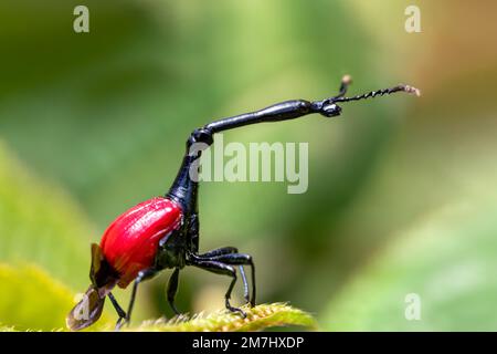 Homme de bogue bizarre, insecte étrange Giraffe Weevil (Trachelophorus Giraffa), Parc national de Ranomafana, Madagascar faune Banque D'Images