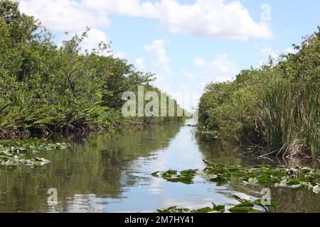 Florida Everglades Alligator : en août, vous pourrez nager de près dans un parc touristique d'hydroglisseur. Banque D'Images