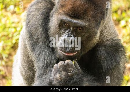 Gros plan d'un gorille des basses terres de l'ouest à l'argentée au zoo d'Atlanta, en Géorgie. (ÉTATS-UNIS) Banque D'Images