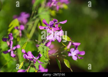 Lunaria annua avec de minuscules fleurs violettes et des gousses de graines vertes en été Banque D'Images