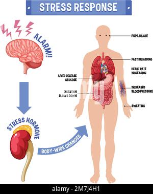 Illustration du schéma du système de réponse aux contraintes Illustration de Vecteur