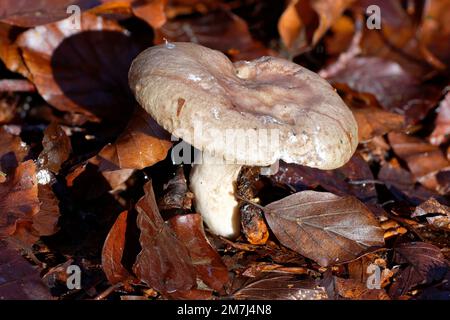 Champignons de hêtre ou de Milkcap mince - Lactarius blenius parmi la litière de feuilles de Beech Banque D'Images