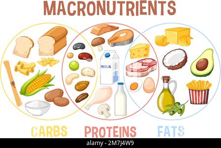 Principaux groupes alimentaires macronutriments illustration vectorielle Illustration de Vecteur