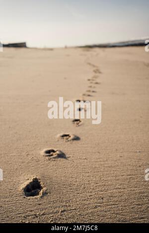 Scène minimaliste d'un ensemble de pieds imprimés dans le sable diminuant dans l'arrière-plan Banque D'Images