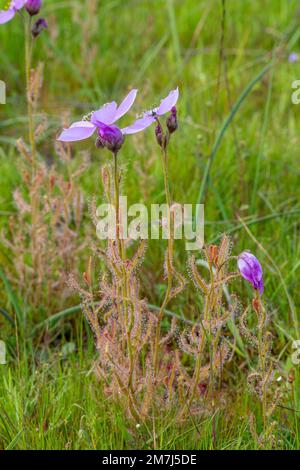 Vue latérale d'une Drosera cistiflora en fleurs dans un habitat naturel dans le Cap occidental de l'Afrique du Sud Banque D'Images
