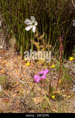 Drosera cistiflora (fleur blanche) et Drosera pauciflora (fleur rose) dans un habitat naturel près de Portervilee, dans le Cap occidental de l'Afrique du Sud Banque D'Images