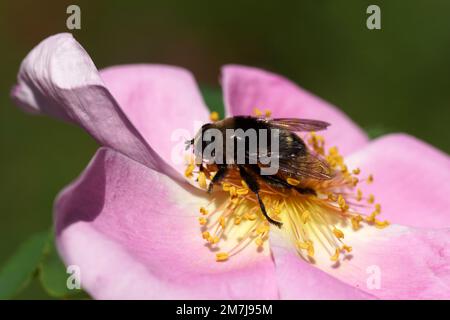 Mouche de Narcisse, mouche à bulbe supérieur (Merodon equestris) de la famille des aéroglisseurs (Syrphidae) sur fleur d'une rose (rosa). Famille des Rosaceae. Spring Banque D'Images