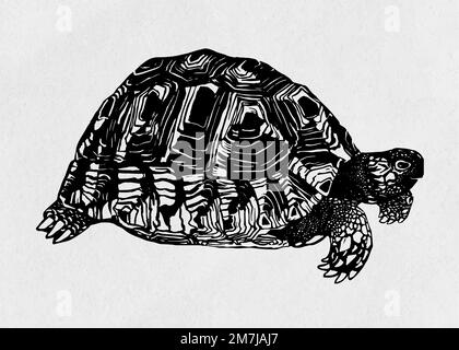 Dessin vintage à motif vectoriel de linocut noir tortue Illustration de Vecteur