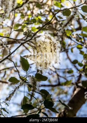 Branches de peuplier (Populus Alba) avec des touffes de semence volantes. Graines de peupliers moelleuses. Allergène fort, concept de danger pour la santé Banque D'Images