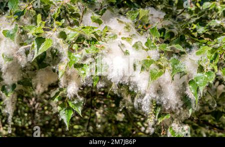 Branches de peuplier (Populus Alba) avec des touffes de semence volantes. Graines de peupliers moelleuses. Allergène fort, concept de danger pour la santé Banque D'Images