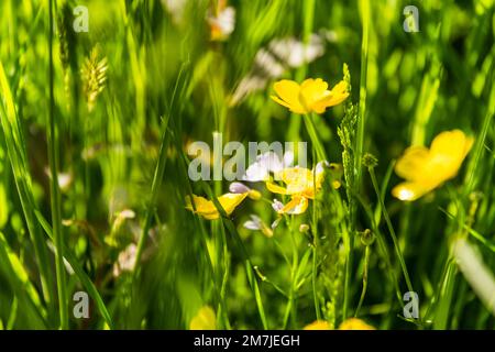 Buttercups et Cardamines fleuris, Ranunculus acris et Cardamine Pretensis, dans une prairie d'herbe sous un soleil éclatant dans l'est du Sussex Banque D'Images