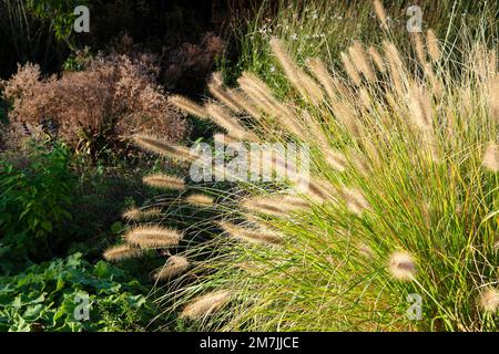 Une herbe ornementale à fleurs ou pennisetum alopecuroides dans un jardin d'automne. Banque D'Images