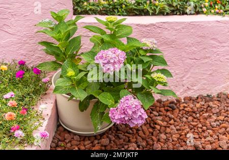 Fleurs d'hortensia rose vif dans le jardin Banque D'Images