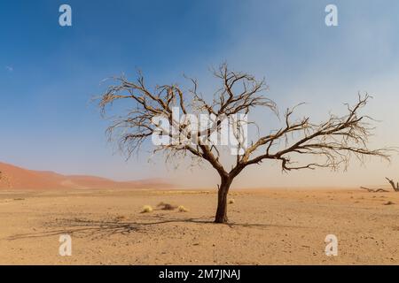 Photo de paysage d'un seul arbre dans le désert près de Dune 45, Sossusvlei, Namibie Banque D'Images