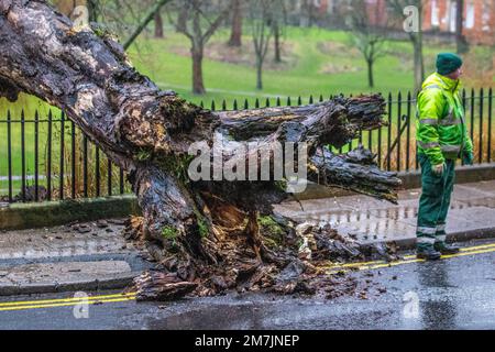 Preston, Lancashire. Météo au Royaume-Uni 10 janvier 2023. Forte pluie dans le centre-ville avec la grande souche de vieux arbres en décomposition a explosé dans les vents forts pendant la nuit. Les prévisionnistes disent que les terres, les routes et certaines propriétés peuvent inonder et qu'il peut y avoir des perturbations dans les déplacements dans leur ensemble. Aujourd'hui, mardi, 10 janvier, la BBC rapporte qu'elle sera envahite et humide avec des flambées de pluie lourde poussant de l'ouest tout au long de la journée; Credit: MediaWorldImages/AlamyLiveNews Banque D'Images