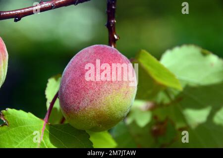 Prunus Armeniaca 'Moiorpark' (Apricot) cultivé dans le Kitchen Garden Orchard à RHS Garden Bridgewater, Worsley, Greater Manchester. Banque D'Images