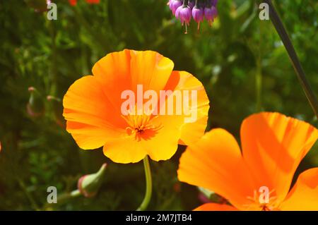 Orange vif Eschscholzia californica (California Poppy) fleurs cultivées à RHS Garden Bridgewater, Worsley, Greater Manchester, Royaume-Uni Banque D'Images