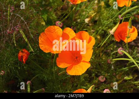 Orange vif Eschscholzia californica (California Poppy) fleurs cultivées à RHS Garden Bridgewater, Worsley, Greater Manchester, Royaume-Uni Banque D'Images