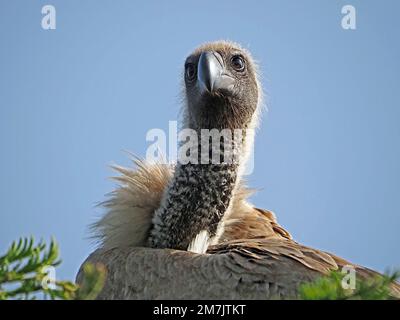 Portrait de la Vulture africaine à dos blanc (Gyps africanus) - bonne plume en grande lumière perchée contre le ciel bleu du Grand Mara Kenya Banque D'Images