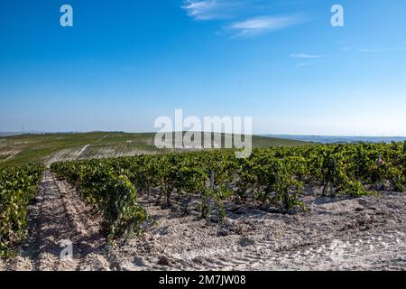 Champs de vignes vallonnés pour le sherry, Jerez de la Frontera, Espagne Banque D'Images