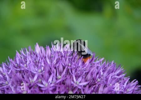 Gros plan de Bee on a Tall Purple Globe Allium Flower à RHS Garden Bridgewater, Worsley, Greater Manchester, Royaume-Uni. Banque D'Images