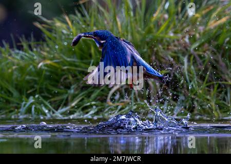 UN KINGFISHER EXCITÉ a été capturé en faisant des plongées rapides et marécageuses dans et hors de l'eau pour attraper son poisson de l'époque près de Birmingham, en Angleterre. Banque D'Images