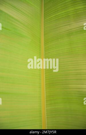 Vert naturel feuilles de banane motif abstrait texture fond d'écran Banque D'Images