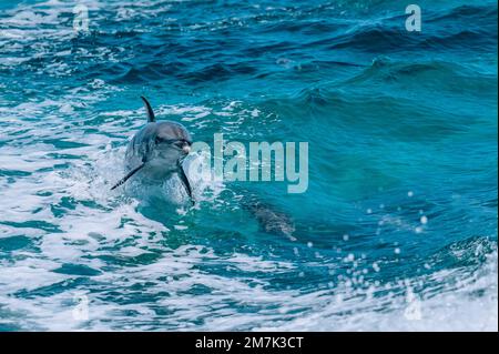 Un dauphin est vu briser une vague dans des eaux bleues claires Banque D'Images