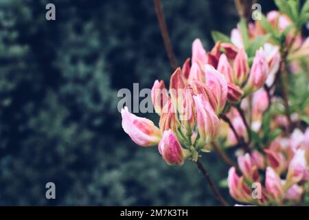Magnifique fond de fleurs avec espace pour votre texte Banque D'Images