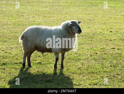 Un seul mouton dans une région à contre-jour, Warwickshire, Royaume-Uni Banque D'Images