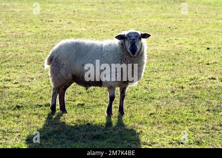 Un seul mouton dans une région à contre-jour, Warwickshire, Royaume-Uni Banque D'Images