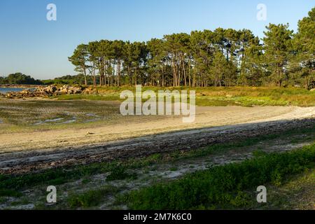 Plage au coucher du soleil dans le parc naturel de Carreirón dans l'île d'Arousa avec la pinède Banque D'Images