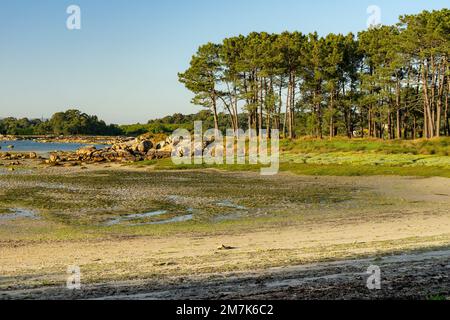 Plage au coucher du soleil dans le parc naturel de Carreirón dans l'île d'Arousa avec la pinède Banque D'Images