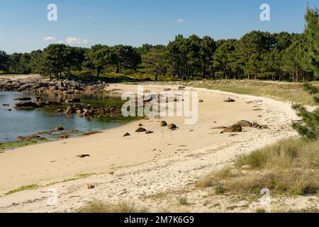 Plage au coucher du soleil dans le parc naturel de Carreirón dans l'île d'Arousa avec la pinède Banque D'Images