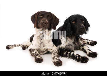 Petits chiens munsterlander sur fond blanc Banque D'Images