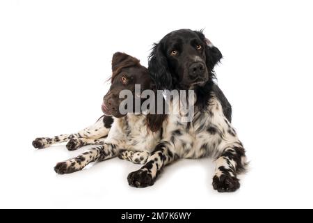 Petits chiens munsterlander sur fond blanc Banque D'Images
