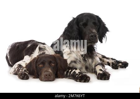 Petits chiens munsterlander sur fond blanc Banque D'Images