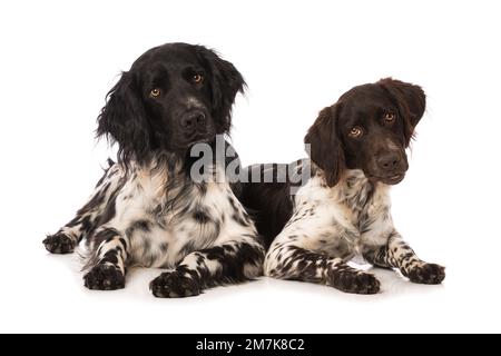 Petits chiens munsterlander sur fond blanc Banque D'Images
