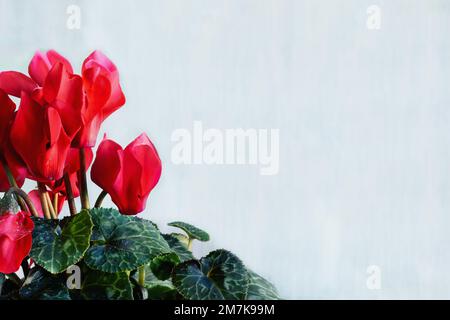 Rouge en pot Cyclamen, violet persan, maison avec espace libre pour le texte. Mise au point sélective avec arrière-plan et premier plan flous. Banque D'Images