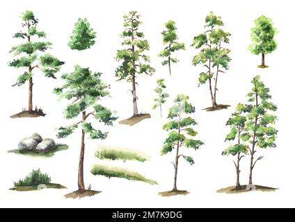 Ensemble arbres forestiers. Illustration aquarelle dessinée à la main isolée sur fond blanc Banque D'Images