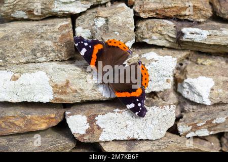 Beau papillon assis sur le mur de roche Banque D'Images