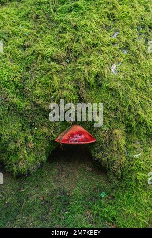 Scène fantastique d'une maison de goblin avec un toit de champignon rouge et une façade de mousse verte à Lugo Galice Banque D'Images