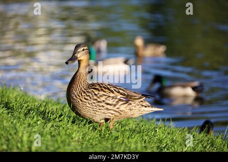 Canards colverts sur un lac dans le parc de printemps. Canard sauvage femelle au premier plan dans l'herbe verte Banque D'Images