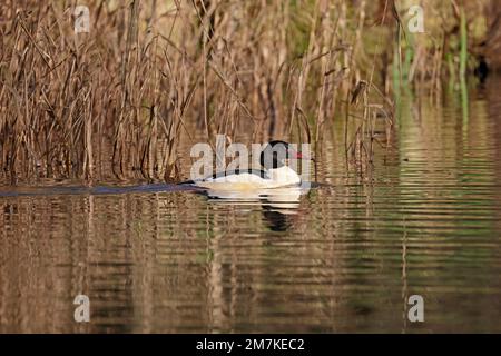 Goosander mâle de Lydney Park Lake, Forest of Dean, Gloucestershire, Royaume-Uni Banque D'Images