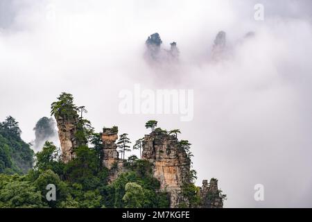 Parc forestier national de Zhangjiajie. Pilier unique de forme étrange qui s'élève dans le brouillard. Avatar Mountain se déforme sur l'arrière-plan des nuages brumeux. Banque D'Images