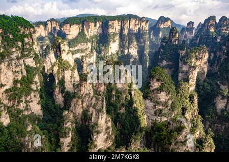 Parc forestier de Zhangjiajie. Paysage majestueux de rochers et de vallées uniques en forme de piliers. Vue panoramique sur le canyon des montagnes Avatar. Banque D'Images