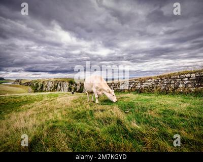 Une vache qui broutage à Steel Rigg sur le mur de HadrianÕs, dans le parc national de Northumberland près de Haltwhistle entre le Touret 39A et le 39B, à Peel Crags près du Sycamor Banque D'Images