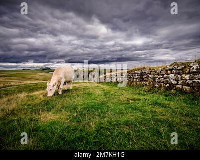 Une vache qui broutage à Steel Rigg sur le mur de HadrianÕs, dans le parc national de Northumberland près de Haltwhistle entre la tourelle 39A et 39B à Peel Crags (en arrière-plan) Banque D'Images