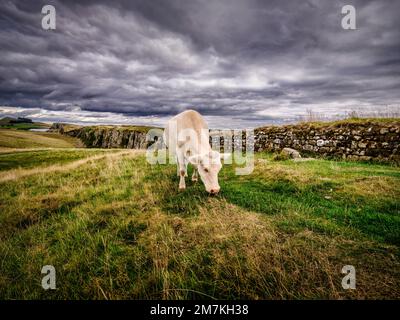 Une vache qui broutage à Steel Rigg sur le mur de HadrianÕs, dans le parc national de Northumberland près de Haltwhistle entre la tourelle 39A et 39B à Peel Crags (en arrière-plan) Banque D'Images